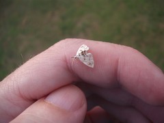 Trichophysetis cretacea