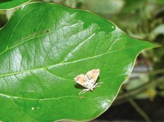 Musotima suffusalis