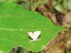 Musotima suffusalis