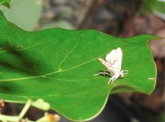 Musotima suffusalis