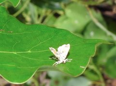 Musotima suffusalis