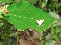 Musotima suffusalis