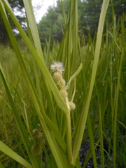 Sparganium glomeratum