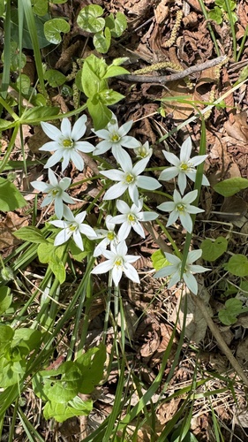 Ornithogalum divergens, photograph 6