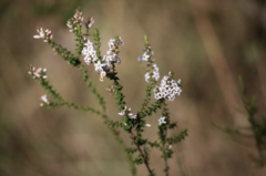 Epacris pulchella
