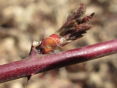 Rubus pungens oldhamii