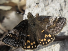 Erynnis montanus