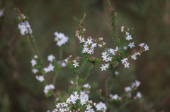 Epacris pulchella