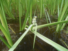 Sparganium glomeratum