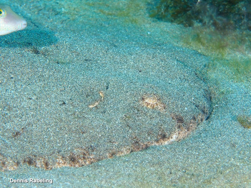 Squatina squatina