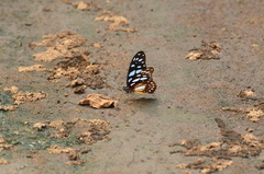 Graphium leonidas leonidas