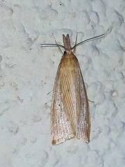 Diatraea saccharalis