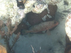 Epinephelus guttatus
