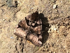 Euclidia ardita