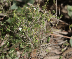 Epacris pulchella
