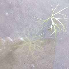 Ranunculus inundatus