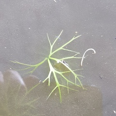 Ranunculus inundatus