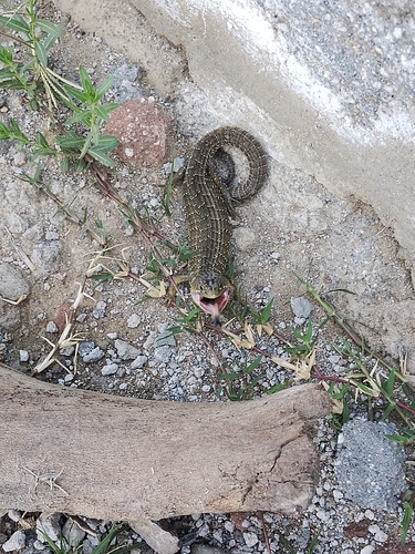 Transvolcanic Alligator Lizard