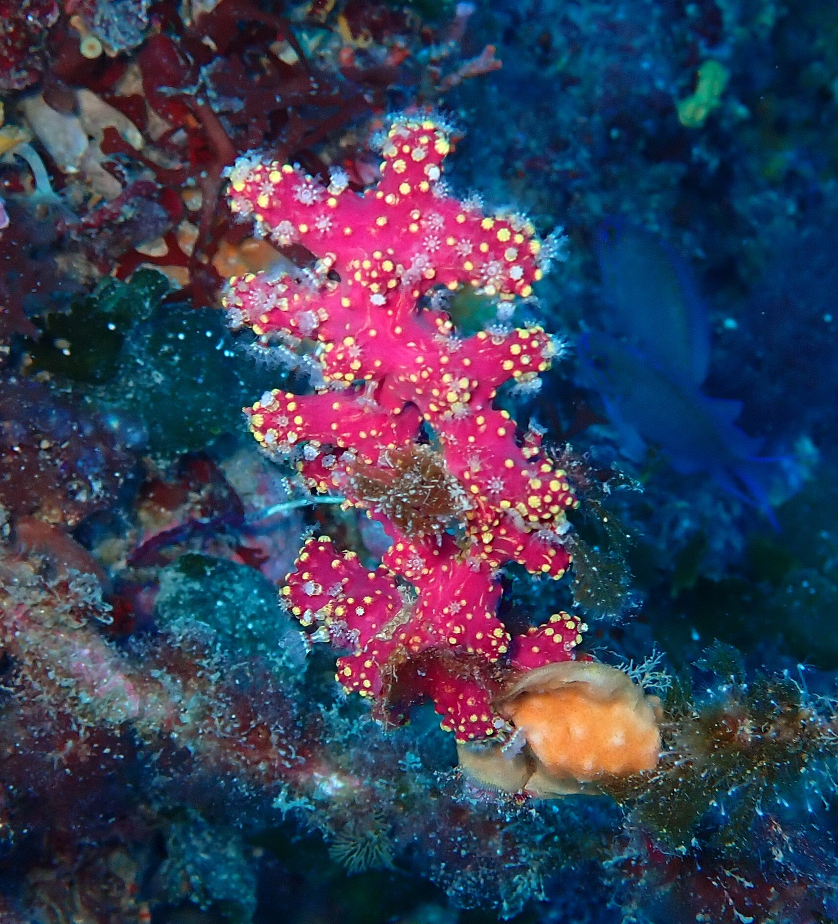 Alcyonium coralloides (Pallas, 1766)