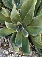 Dudleya saxosa collomiae
