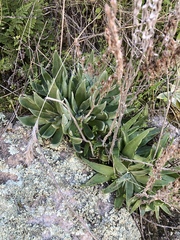 Dudleya saxosa collomiae