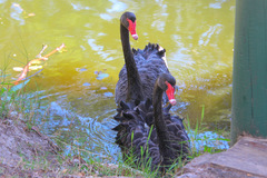 Cygnus atratus
