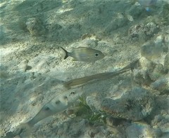 Haemulon carbonarium