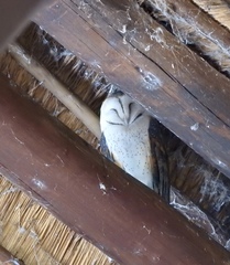 Tyto alba poensis