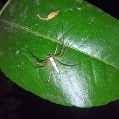 Oxyopes shweta