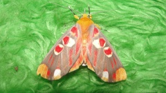 Hypsidia erythropsalis