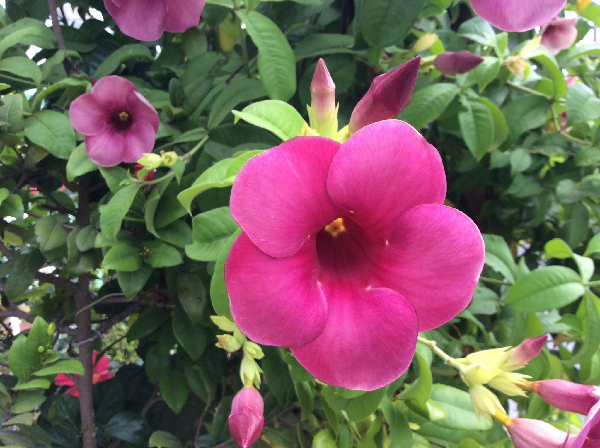 Allamanda blanchetii
