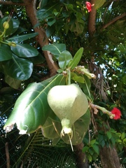 Barringtonia asiatica