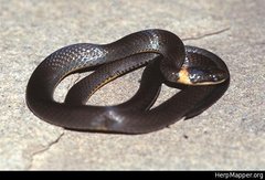 Diadophis punctatus punctatus