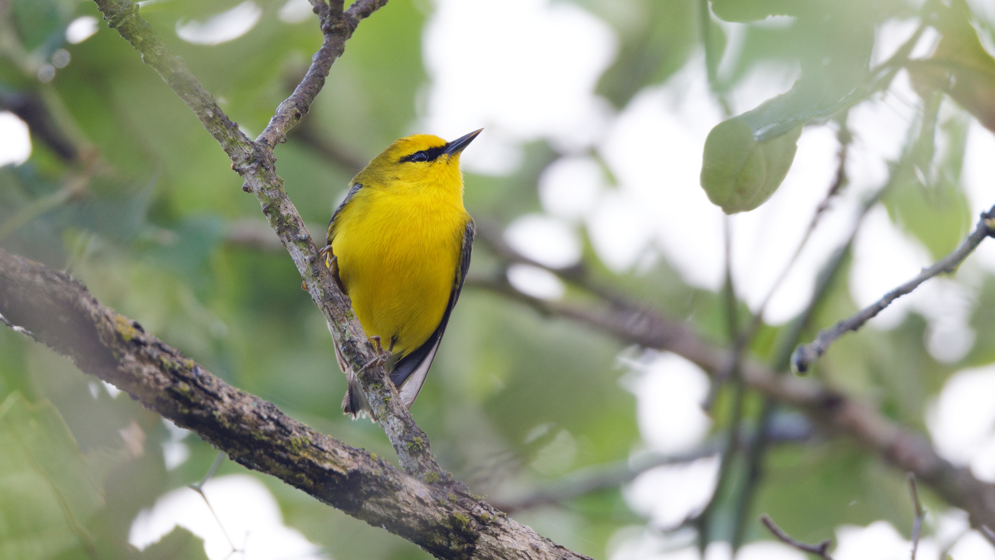 Blue-winged Warbler (Vermivora cyanoptera), photo 2