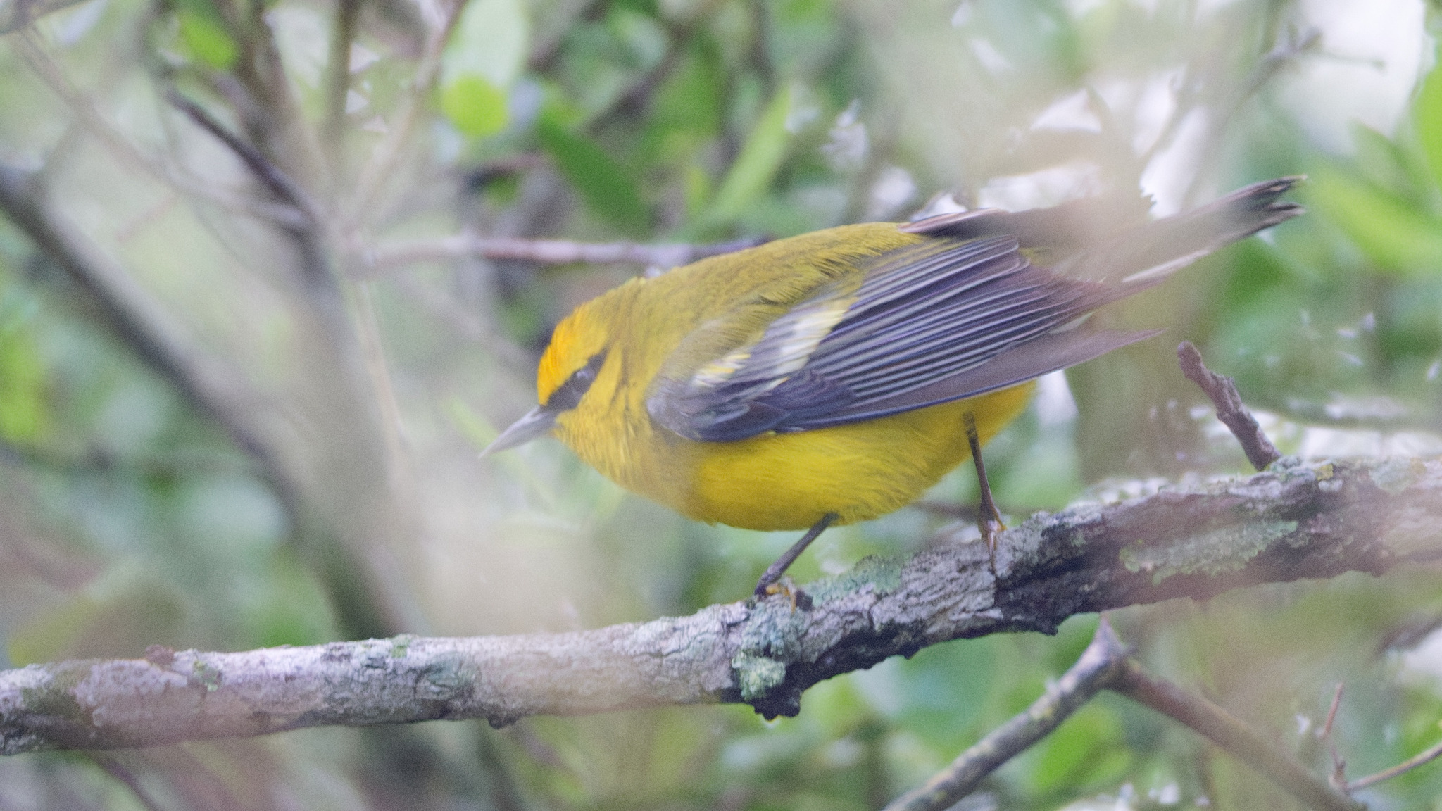 Blue-winged Warbler (Vermivora cyanoptera), photo 3