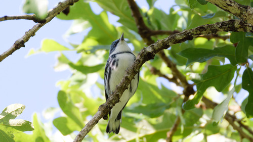 Cerulean Warbler (Setophaga cerulea), photo 4