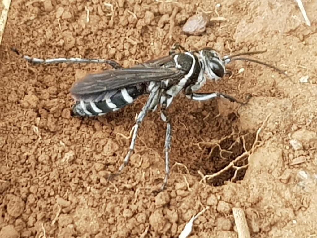 Turneromyia
