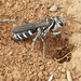 Turneromyia - Photo (c) thylacoleo, osa oikeuksista pidätetään (CC BY-NC)