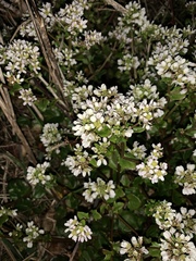 Cochlearia officinalis