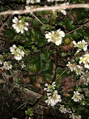 Cochlearia officinalis