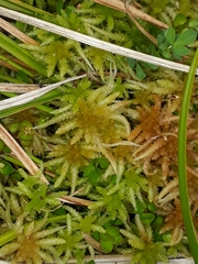 Sphagnum cristatum