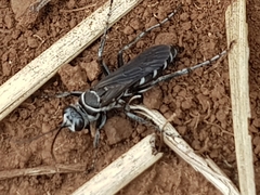 Turneromyia