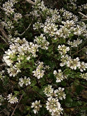 Cochlearia officinalis
