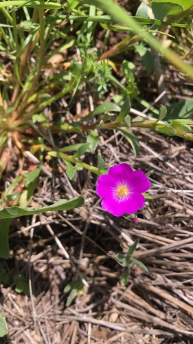 iNaturalist observation photo of redmaids