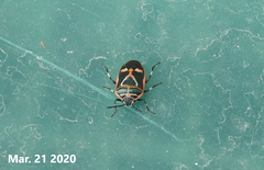 Eurydema gebleri