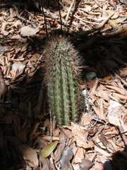 Pilosocereus robinii