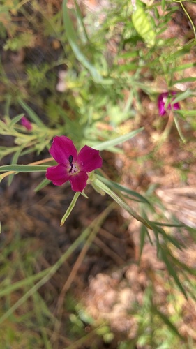 iNaturalist observation photo of Winecup Clarkia