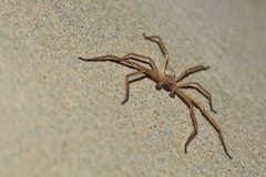 Olios sericeus