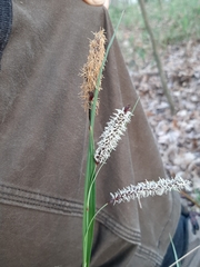 Carex flacca