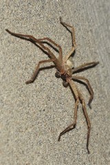 Olios sericeus